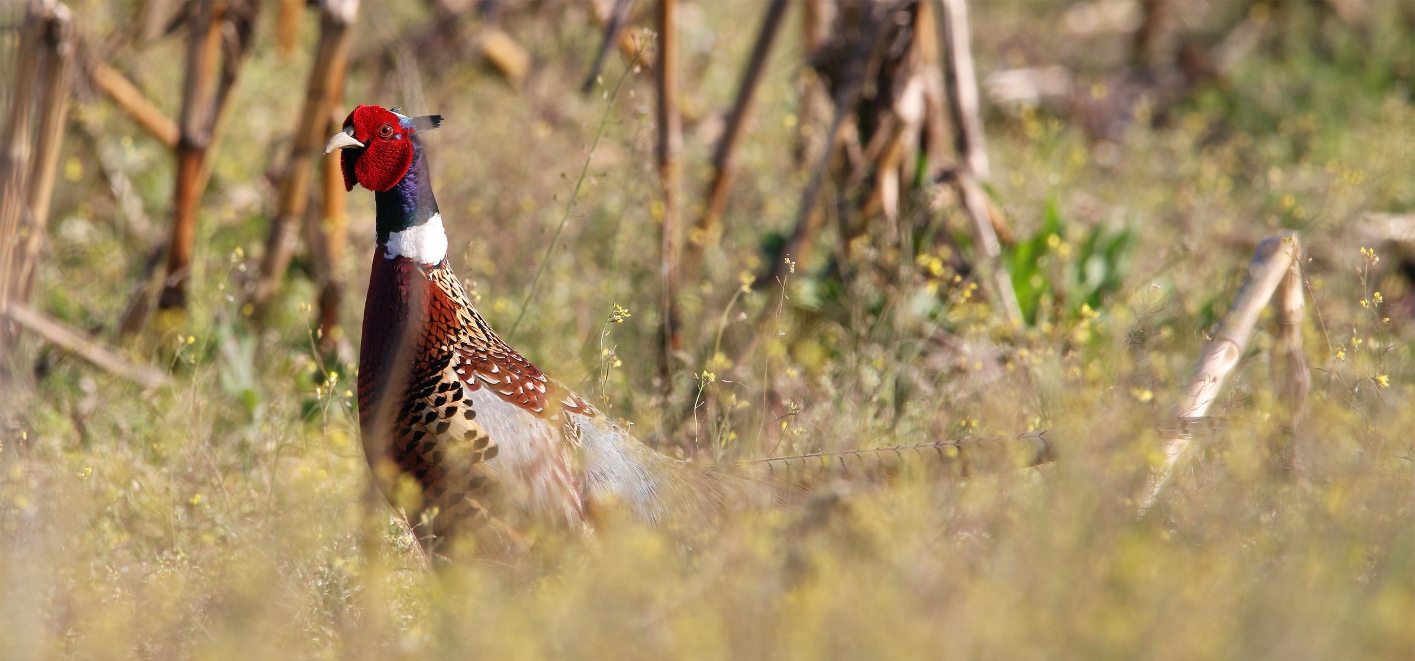 Ring-necked Pheasant